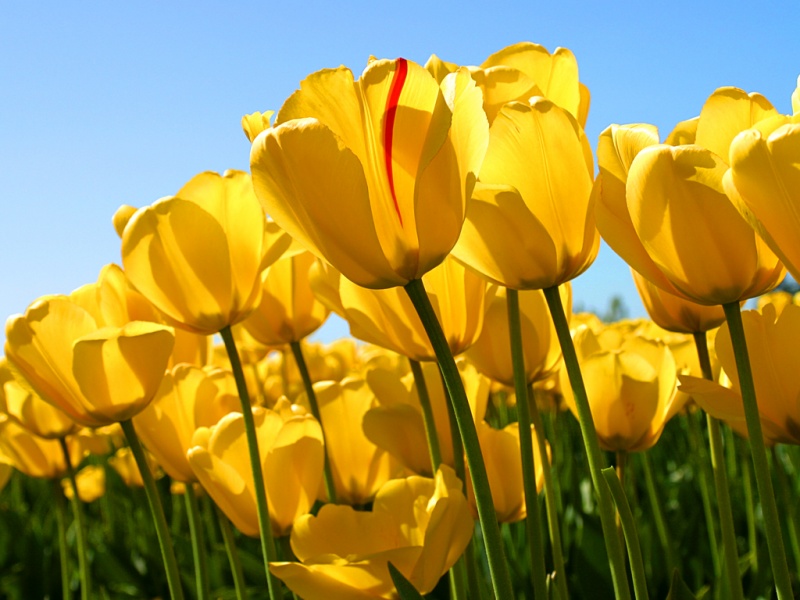Arquivo:Tulips.jpg
